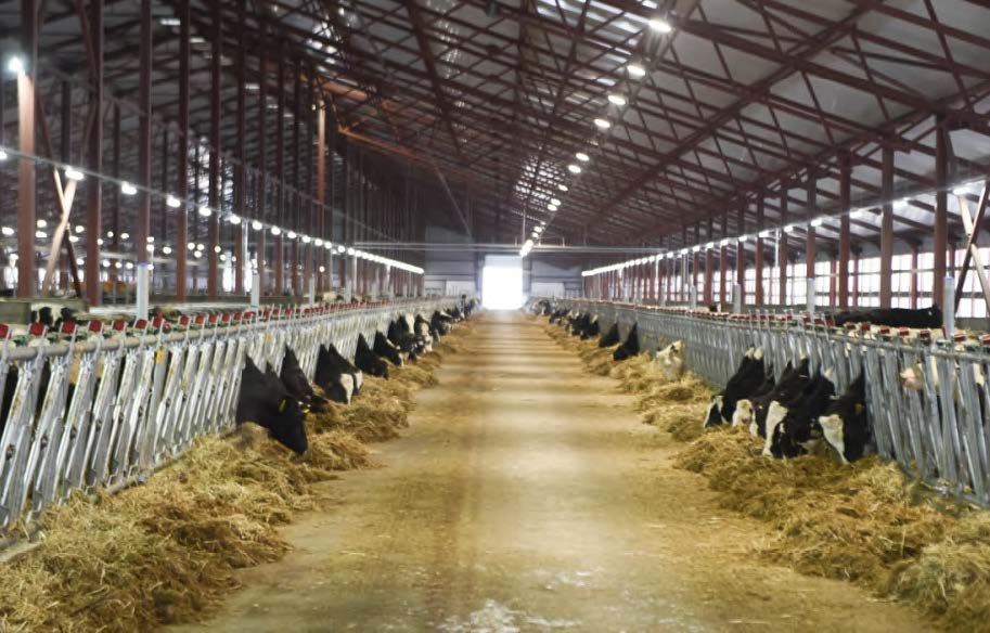 High-tech Dairy Farm